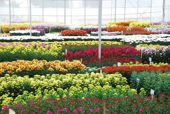 云南花卉產業發展后勁足空間大