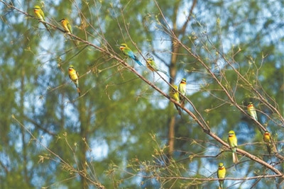 讓更多人走進濕地了解濕地