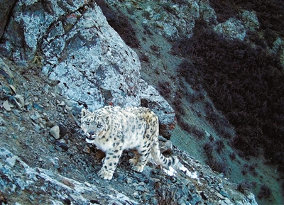 我國重點保護野生動植物種群持續恢復