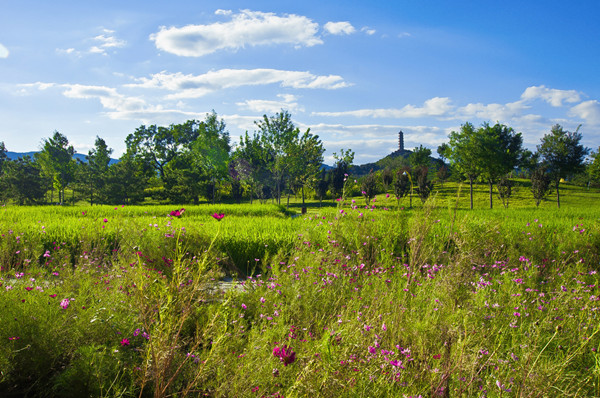 北京將在平原區建自然帶提升荒野度