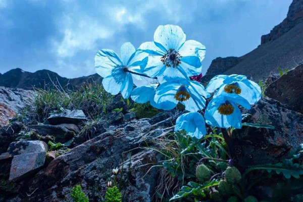 為什么說山地是“生物多樣性的搖籃”?