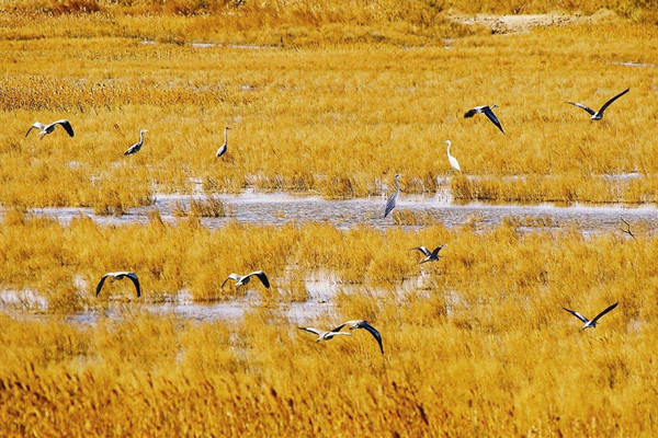 濕地生態(tài)修復(fù)讓黃河三角洲愈加靈動