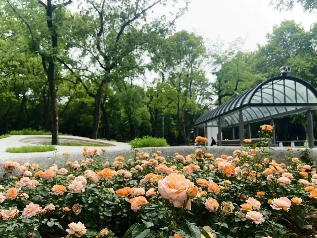 上海中山公園免費向游客送出數百盆月季花