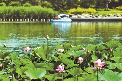 北京：各大公園荷花本周陸續綻放