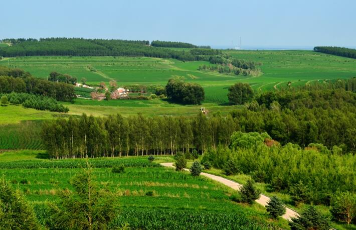 植樹造林有什么科學門道?