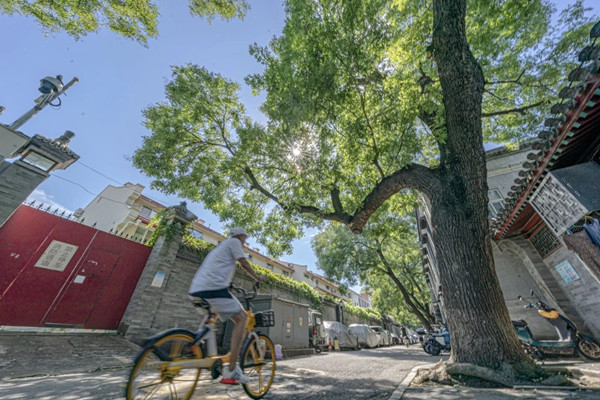 北京推出4條夏季紅色主題古樹游線