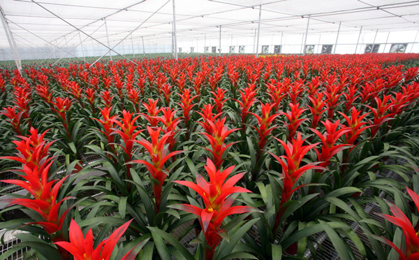 江蘇提出建設花卉強省 培育特色花卉鄉鎮20個