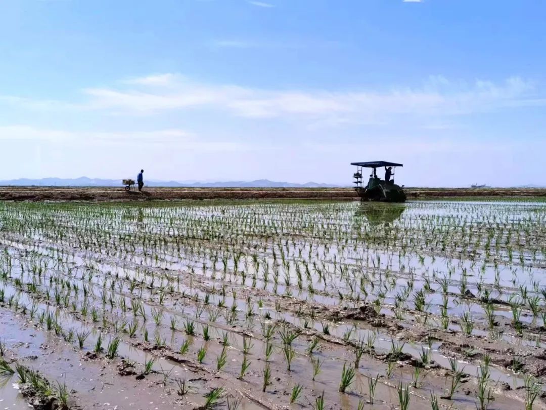 遼寧：700萬畝鹽堿地上鋪展多彩畫卷