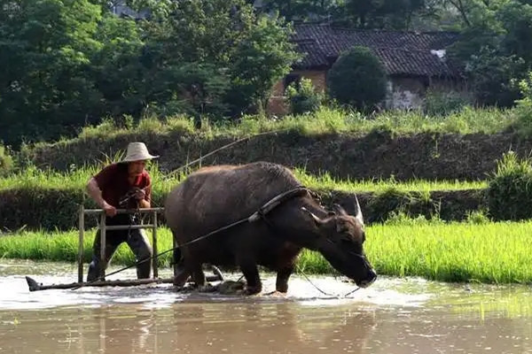 文旅部推今年第二期“鄉村四時好風光”鄉旅線路