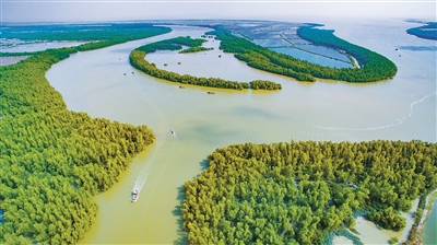 廣東湛江加強(qiáng)紅樹林保護(hù)和修復(fù)