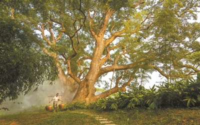 廣東2027年將建成100個古樹公園