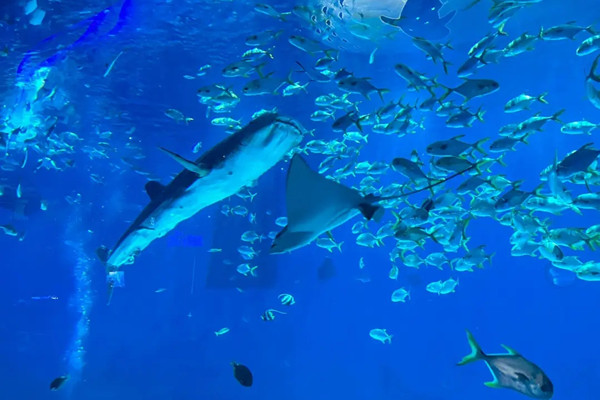 北京環球度假區旁將添大型海洋公園