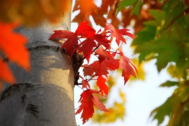 北京世園公園 紅葉生態文化節開幕