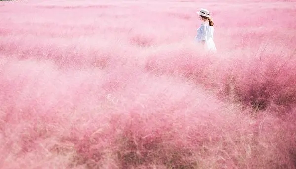 園林景觀網(wǎng)紅化？警惕生態(tài)形式主義