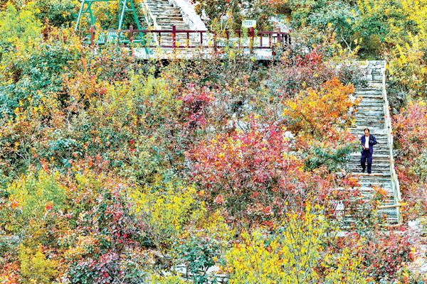 華北最壯觀山地紅葉進入觀賞期