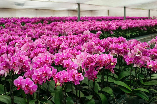 我國花卉標準化建設進入高質量發展新階段