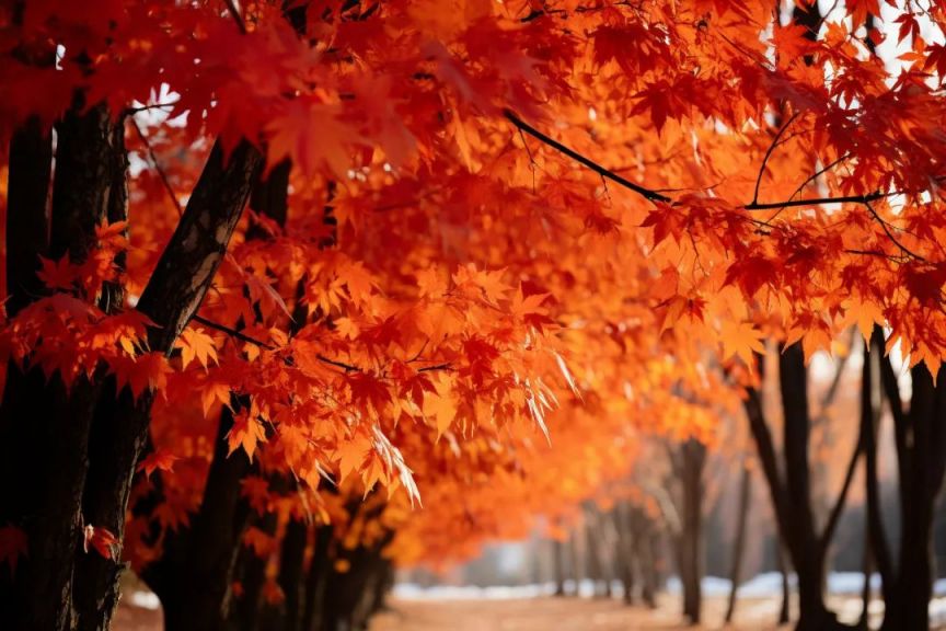北京西山國(guó)家森林公園舉辦第十二屆紅葉文化節(jié)