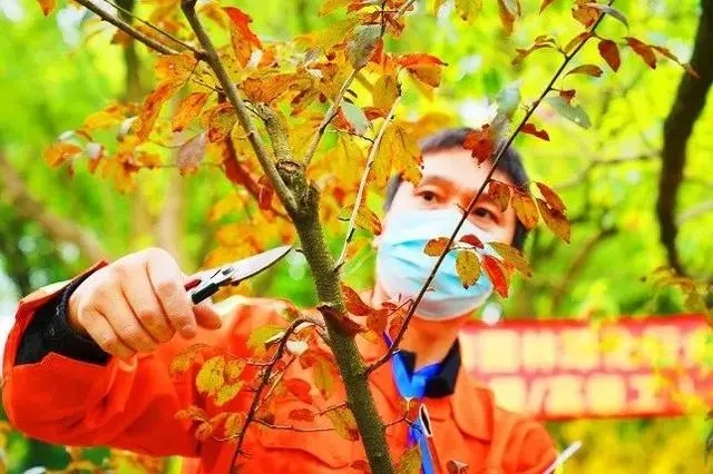 “一把大剪刀走天下”,園林綠化如何吸引年輕人?