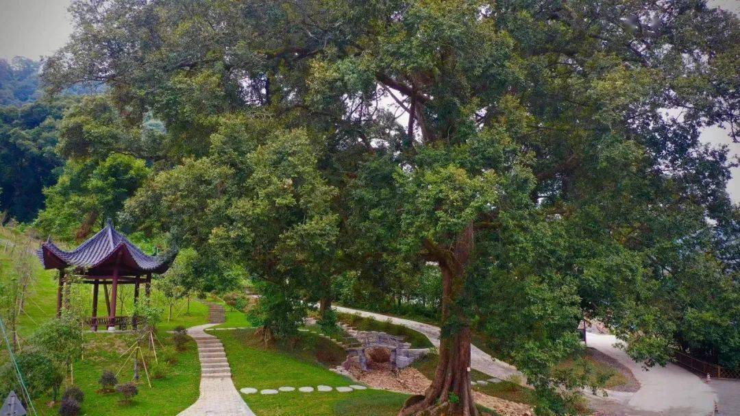 廣東建成古樹公園179個 實現全要素實時動態管理