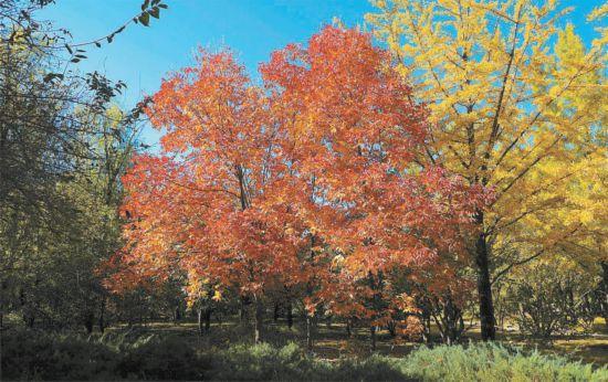 綠化+彩化,北京建設全域森林城市