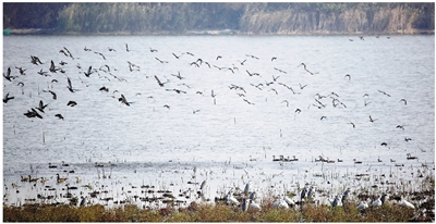 杭州錢塘大灣區(qū)濕地公園獲正式批復(fù)