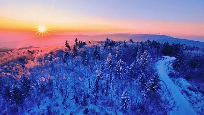 森林撫育,冬季為何很重要?