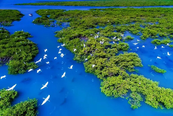 濕地保護修復，描繪美麗中國畫卷