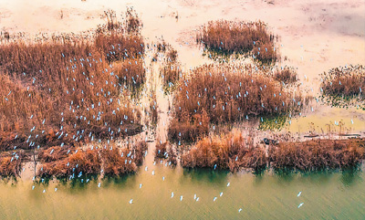 保護(hù)生物多樣性 中國繪出“路線圖”