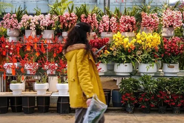 中國成世界最大花卉生產(chǎn)國