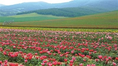 河北推動林草產業高質量發展