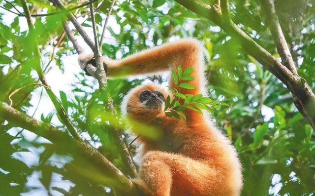 海南熱帶雨林國家公園4項專項規劃通過評審