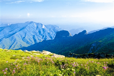 我國珍稀瀕危野生動植物種群穩(wěn)步增長