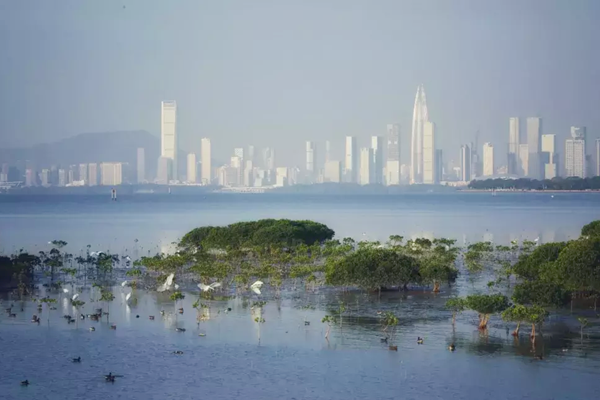 深圳:超大型城市也能留足生態(tài)空間