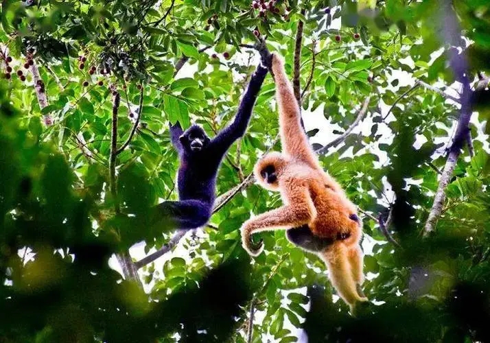 我國珍稀瀕危野生動植物種群穩(wěn)步增長