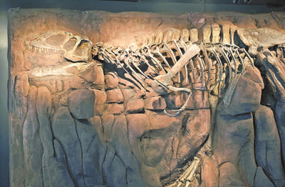 一座自然博物館“火爆”的啟示