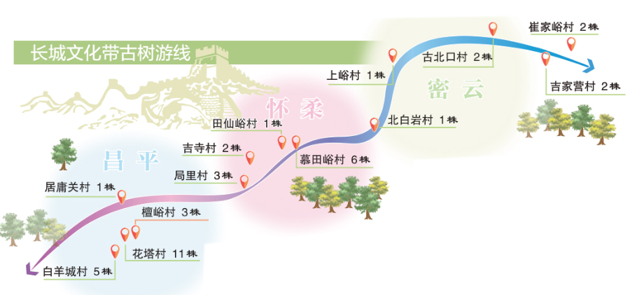 北京發布長城文化帶古樹主題游線