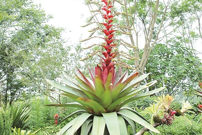 成都世園會呈現(xiàn)沉浸式欣賞園藝的視覺盛宴