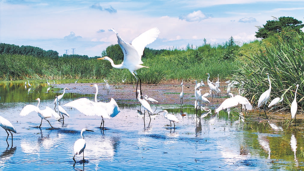 北京城市副中心建設國家綠色發展示范區成果斐然