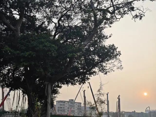 廣州黃埔：改造舊村同時保護(hù)古樹