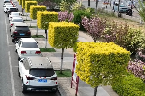 綠招牌方塊樹，城市規劃不應被剝奪多樣性與生命力