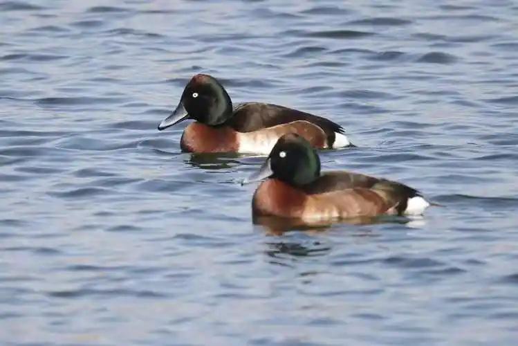 北京市屬公園集中發布12項科研成果