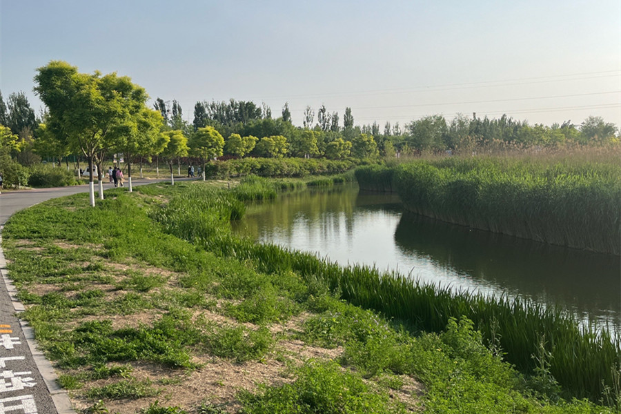 走近北京溫榆河公園：城市公園為何留“荒野”？