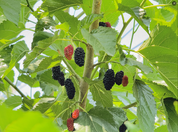 海淀桑葚,釀著屬于中國人的千年甜意