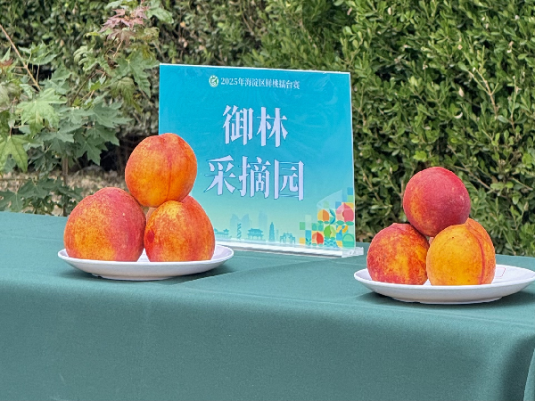 碩果飄香·豐涵海淀 | 北京舉辦鮮桃擂臺賽活動